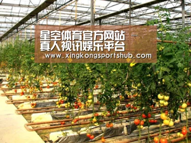 种植基地二(图1)